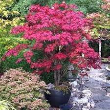 Acer palmatum dissectum 'red dragon'. 9 Best Red Dragon Japanese Maple Ideas Japanese Maple Japanese Maple Tree Japanese Garden