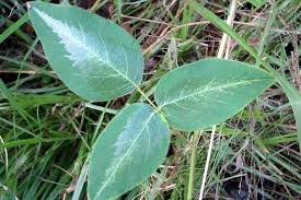 Image result for Desmodium uncinatum