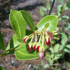 Image result for Rawsonia lucida