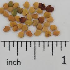 Image result for Cicer