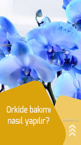 Orkide Bakimi Nasil Yapilir Evde Orkide Nasil Sulanir Orkideleri Canlandiran Yontem Orkideler Cicek Bitki