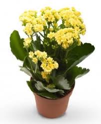 Vibrant Kalanchoe Planter Plants Yellow Planter Garden Center