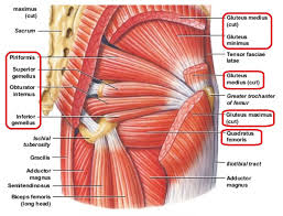 Glute muscle anatomy fitstep glute muscle anatomy shown in the second diagram are the gluteus medius and minimus which lie directly underneath the glute exercises. Diagram Gluteus Maximus Diagram Full Version Hd Quality Maximus Diagram Venndiagramgraphic Robertaconi It