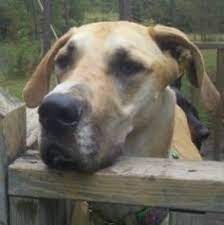Great dane adoption is our passion! 13 Dogs Ideas Dogs Animals Great Pyrenees