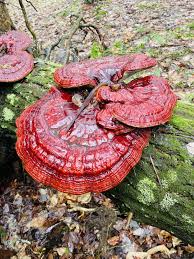 Image result for Ganoderma tsugae