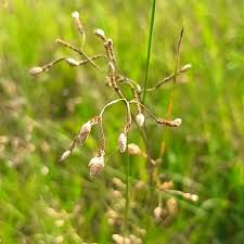 Image result for Tristachya