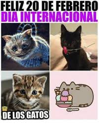 | noticias con francisco zea. Feliz 20 De Febrero Dia Internacional De Los Gatos Meme On Esmemes Com