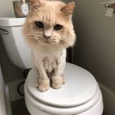Most healthy cats spend lots of time grooming, so it's important to determine the cause of signs like visible messiness, matting, and loose hair. Best Mobile Cat Grooming Near Me March 2021 Find Nearby Mobile Cat Grooming Reviews Yelp