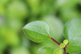 Image result for Heterotis decumbens