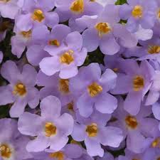 Image result for Sutera debilis