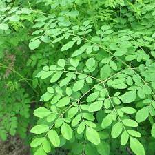 Di indonesia ia digelar kelor. Anak Pokok Moringa Kebuna Putrajaya