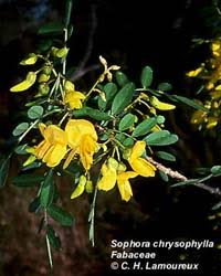 Image result for Sophora inhambanensis