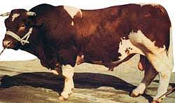 Cattle Breeds Maine Anjou