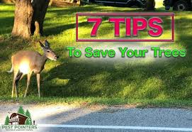 Whenever they sense a possible danger or disturbance, they hurry to leave the site and change their. How To Keep Deer Away From Your Trees 7 Simple Tips Pest Pointers Tips For At Home Pest Control