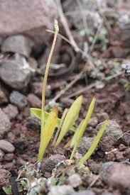 Image result for Ophioglossum gomezianum