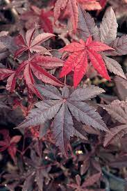 Acer Emperor 1 Japanese Maple 13 Pot Hello Hello Plants Garden Supplies