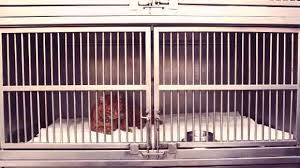 They require less personal attention and can be expected to take care of themselves for days at a time. The Cost Of Cat Boarding Economical To Luxury Petcarerx