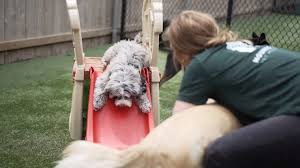 We did not find results for: Hounds Lounge Pet Resort Spa Luxury Dog Boarding