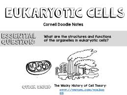 Such malignancies most effectively combated by diets containing more fruits and vegetables are varieties of cancer that originate from that epithelial cells age. Cell Organelles Continued Ppt Download