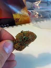 Jamaican Red Hair Grasscity Forums The 1 Marijuana Community Online