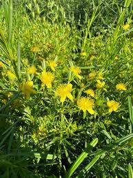 Image result for Hypericum lalandii