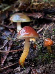 Image result for Scleria clathrata