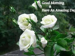 Nature Makes People Cool And Calm Flowers Rose Beautiful Flowers