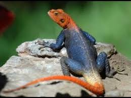 Females reach sexual maturity when they are 14. Non Native African Agama Lizards Spotted In Miami Redland Area Youtube