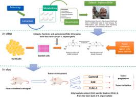 Image result for Salacia leptoclada