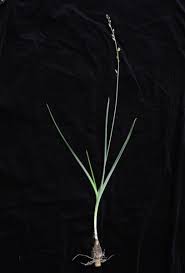 Image result for Albuca nigritana