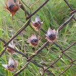 Image result for Aniseia martinicensis