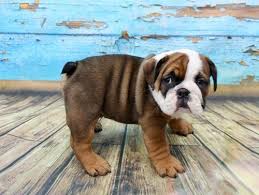 45lb, mix, french bulldog, english bulldog, staffy. English Bulldog Puppy For Sale Adoption Rescue For Sale In Port Jefferson Station New York Classified Americanlisted Com