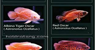 Harga ikan oscar sangat terjangkau menurut admin, ikan oscar sendiri sangat cantik dari usia anak saja ikan oscar tiger dibanderol dengan harga 30 ribu saja, namun jika. 11 Jenis Ikan Oscar Paling Bagus Dan Harganya Hobinatang