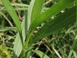 Image result for Pascalia glauca