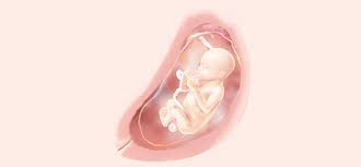 Dein kind ist nun vom scheitel bis zum steiß 14 bis 16 zentimeter groß. 20 Ssw Symptome Schwangerschaft Entwicklung Pampers