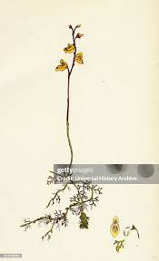 Image result for Utricularia  minor