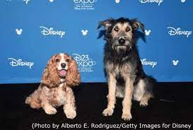 La Dama Y El Vagabundo Version Live Action Presentada En D23 Expo