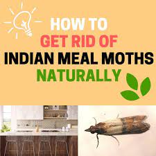 For starters, don't beat yourself they're most often brought in by some kind of food product that they eat, explains ron harrison, an entomologist for pest control service orkin. How To Get Rid Of Indian Meal Moths Larvae And Eggs Bugwiz