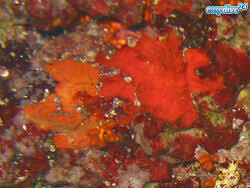 Image result for Crambe kilimandscharica