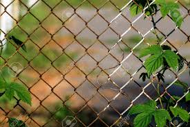 The lamp is 10 inches in diameter and 10 3/4 inches tall including this light looks amazing up but the package did not include all of the pieces. Common Hop Entwined In Old Rusty Fence Made Of Steel Wire Mesh Stock Photo Picture And Royalty Free Image Image 112491293