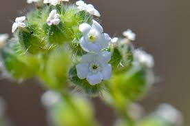 Image result for Indigofera cryptantha