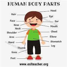 Here are some body parts names. Human Body Parts Tamil And English The Anatomy And Physiology Of Speech Production Phonetics You Will Need To Learn The Names Of The Internal Inside The Skin And External Body Parts