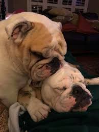 Snugs Bulldog Puppies British Bulldog English Bulldog