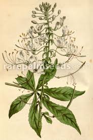Image result for Cleome monophylla