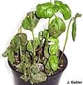 Image result for Ocimum urundense