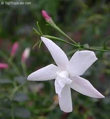 Image result for Jasminum grandiflorum