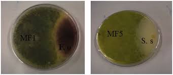 Image result for Markhamia tomentosa