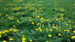Hours may change under current circumstances Dandelion Weed Killer Lawn Dork