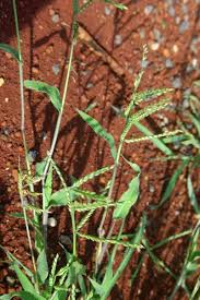 Image result for Urochloa panicoides
