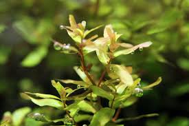 Image result for Rotala juniperina